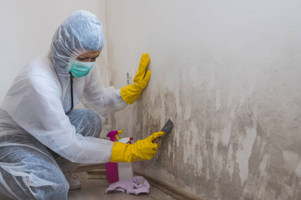 Best Biohazard Mold Removal  in West Dennis, MA